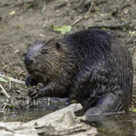 Reintroduction of Beaver Believers: Beavers Return to Britain